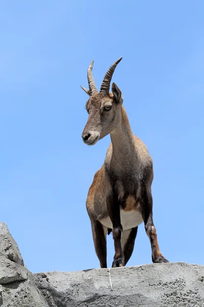 Ibex alpejski — Zdjęcie stockowe