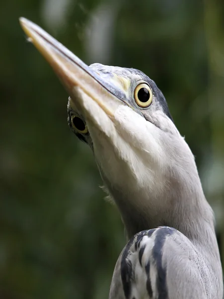 Garza azul joven — Foto de Stock