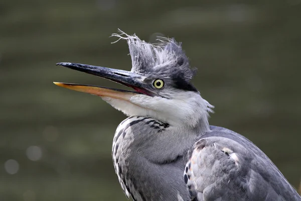 Young Blue Heron — Stock Photo, Image