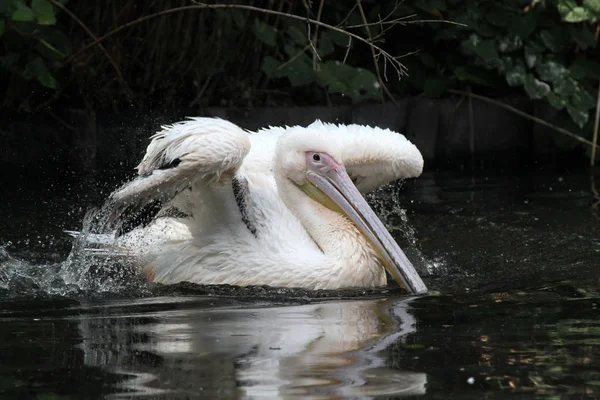 Pelican cleaning his feathers in the water — Stock Photo, Image