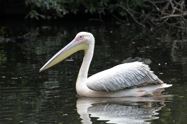 Пеликан в воде — стоковое фото