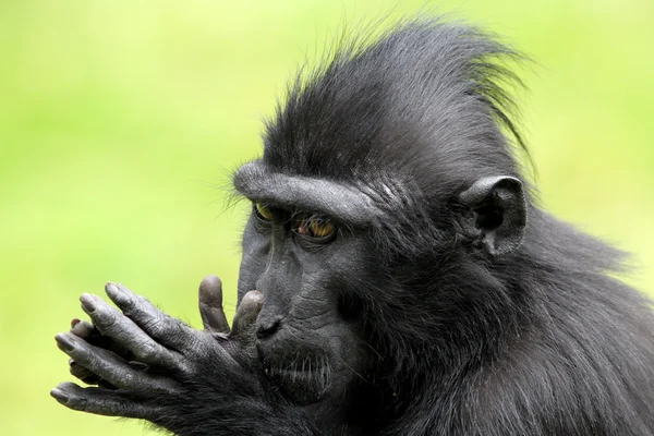 Crested macaque — Stock Photo, Image