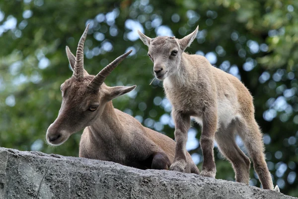 Alpine Ibex mãe e filho — Fotografia de Stock