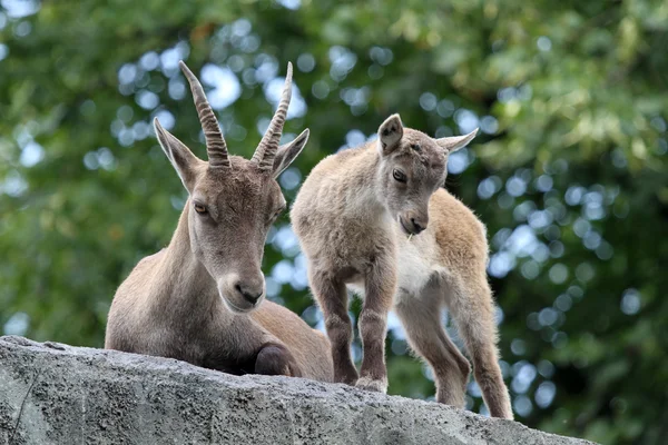 Alpine Ibex mother and child — Stock Photo, Image