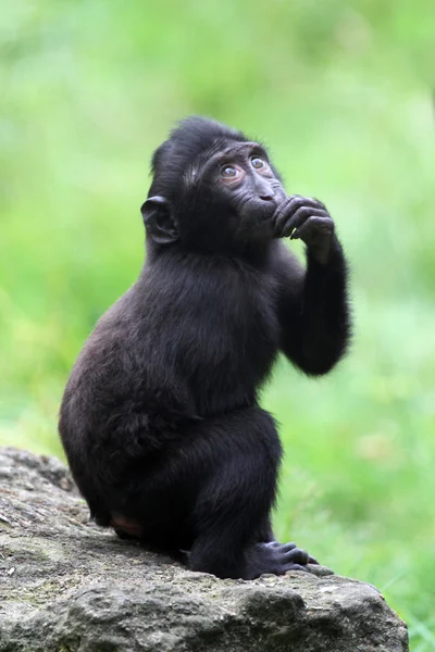 Baby crested macaque — Stock Photo, Image