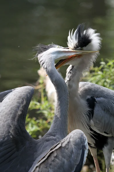 Blue heron moeder haar kind voeding — Stockfoto