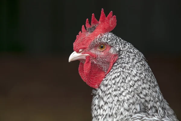 Chicken — Stock Photo, Image