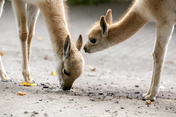 Two small llamas — Stock Photo, Image