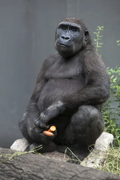 Gorilla-Junge isst Möhre — Stockfoto