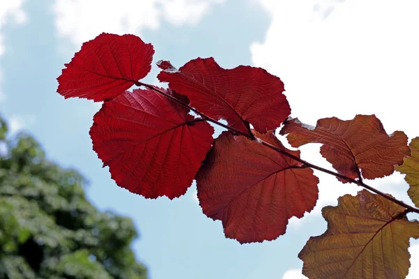 Красные листья летом — стоковое фото
