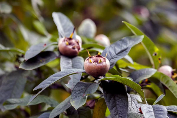 Primer plano de Mespilus germanica —  Fotos de Stock