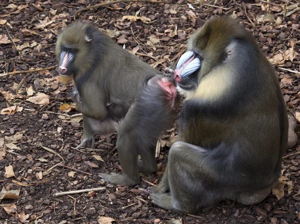 Mandrill mother and father with baby — Stock Photo, Image