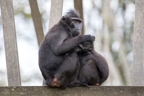 Dos monos de cresta —  Fotos de Stock