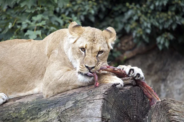 Lioness eating meat — Stock Photo, Image