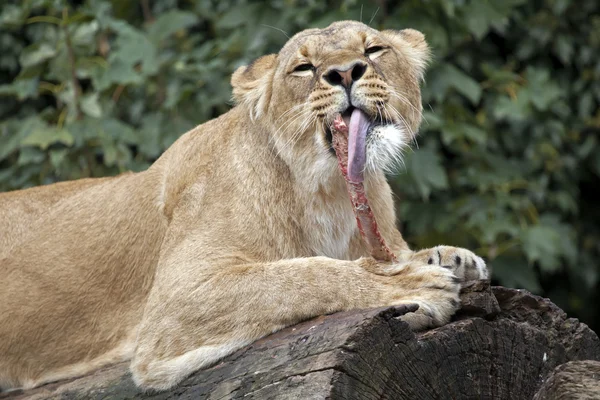 Leoa comendo carne — Fotografia de Stock