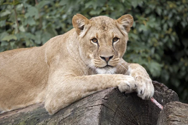 Lioness lying on old tree — Stock Photo, Image