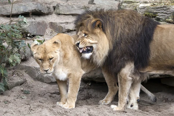 Lion et lionne près des rochers — Photo