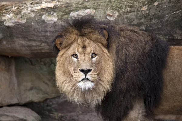 Close up de leão adulto — Fotografia de Stock