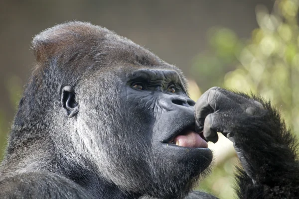 Close up of gorilla in forest — Stock Photo, Image