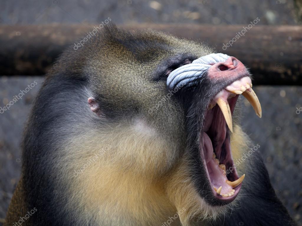Mandrill Showing His Teeth Stock Photo Image By C Ebfoto Mandrill Showing His Teeth Stock Photo Image By C Ebfoto