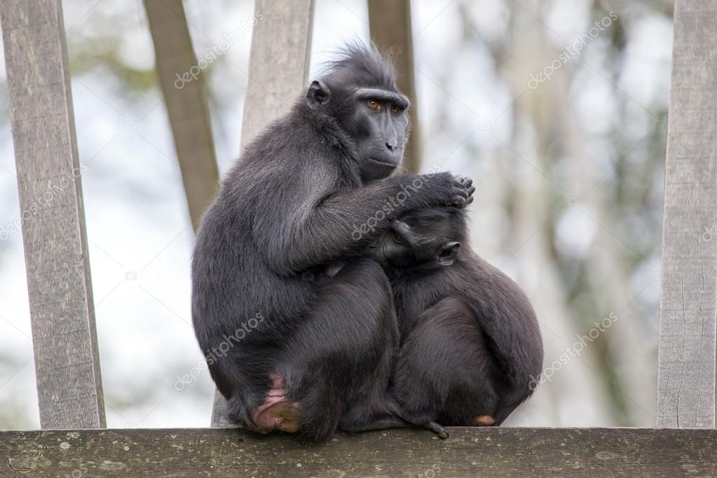 Two crested monkeys