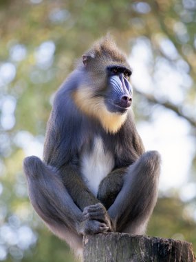 Taş üzerine oturan Mandrill'di