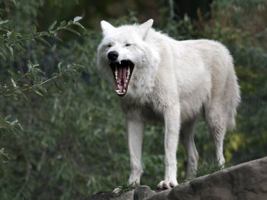 Beyaz Hudson Körfezi kurt