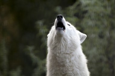 Beyaz Hudson Körfezi kurt