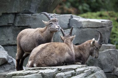Kayaların üzerinde üç Alp ibexes