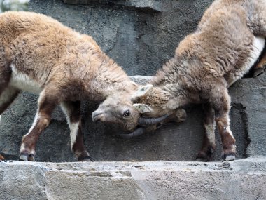 Kayaların üzerinde iki Alp ibexes