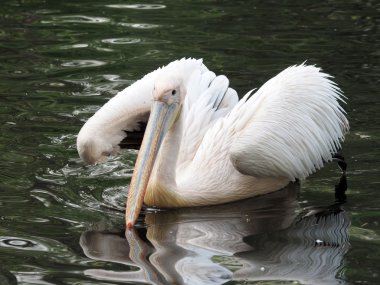 Onun tüyleri su temizleme Pelikan