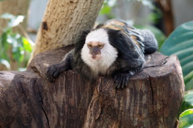 Callithrix geoffroyi ağaç üzerinde