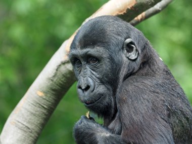 Bir goril genç portresi