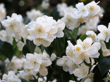 Beyaz çiçekleri kapatın.