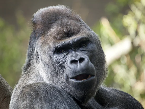 Close up of gorilla in forest — Stock Photo, Image