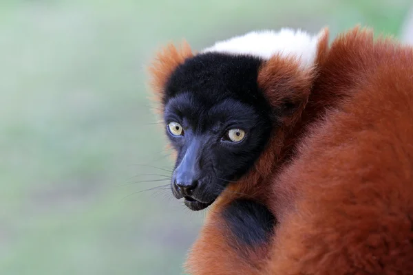 Kırmızı Lemur yakın çekim — Stok fotoğraf