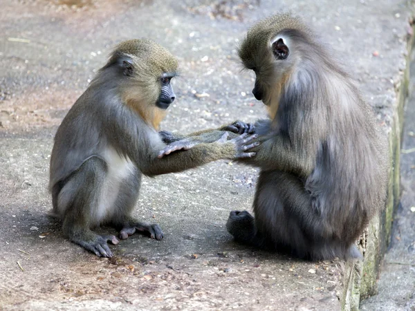 Mandrill jovens brincando — Fotografia de Stock