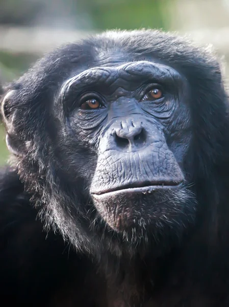Närbild på schimpans utomhus — Stockfoto