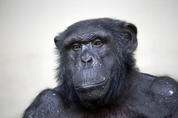 Закрыть шимпанзе на улице — стоковое фото
