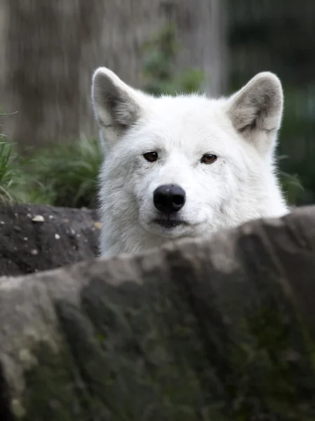 Witte Hudsonbaai Wolf — Stockfoto