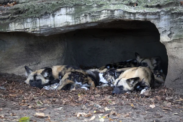 Sleeping wild dogs under rocks