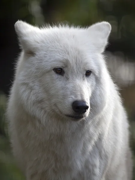 Weißer Hudson-Bay-Wolf — Stockfoto