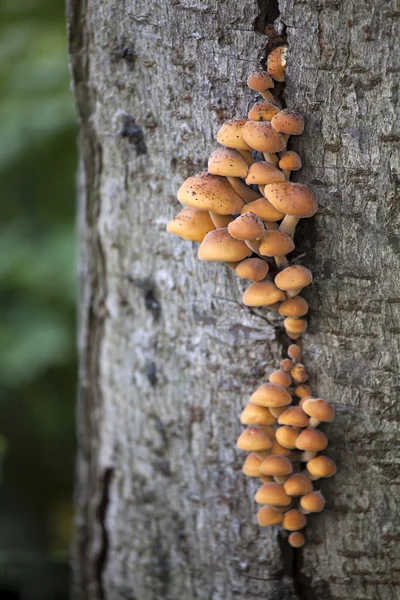 Mushrooms growing on tree — Stock Photo, Image