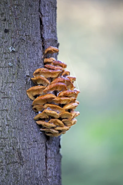 蘑菇生长在树上 — 图库照片