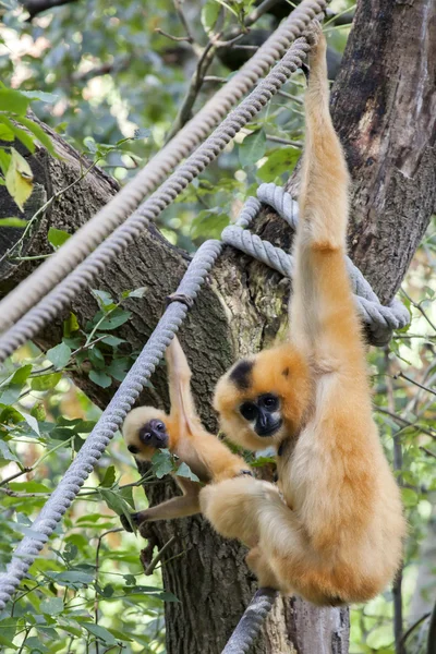 Gibbon anya baba — Stock Fotó