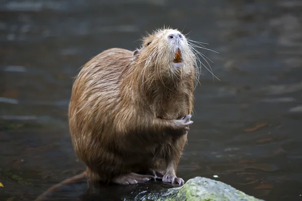 Beaver rat sitting on rocks — Stock Photo, Image