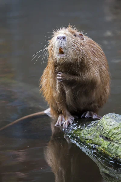 Beaver rat zittend op de rotsen — Stockfoto