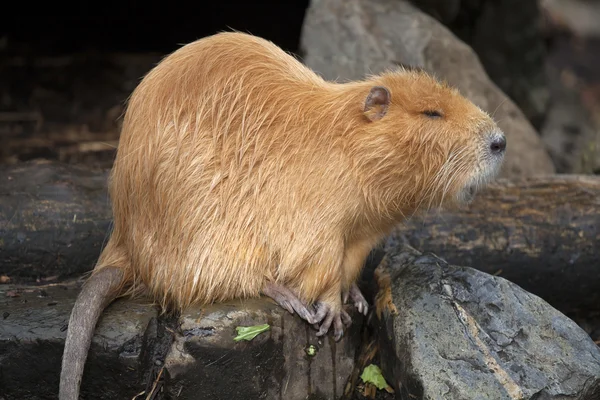 Beaver rat sitting on rocks — Stock Photo, Image