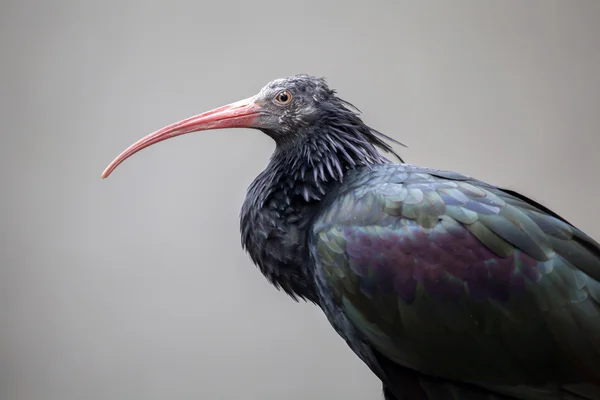 Närbild på skallig Ibis — Stockfoto