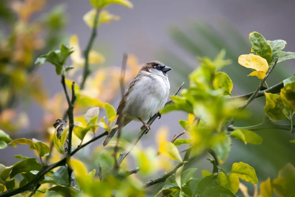 Sparrow sentado no ramo da árvore — Fotografia de Stock